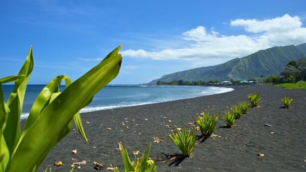 A beach with dark sand, green plants, and a mountain in the background.