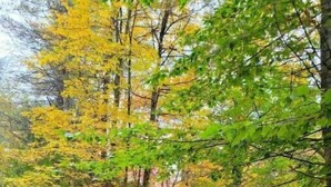 A mailbox on a white post with a red number 15 label, surrounded by autumn leaves and trees.