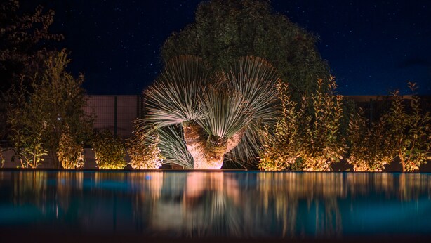 Zona de piscina nocturna con una palmera central iluminada, rodeada de diversas plantas y árboles que se reflejan en el agua.