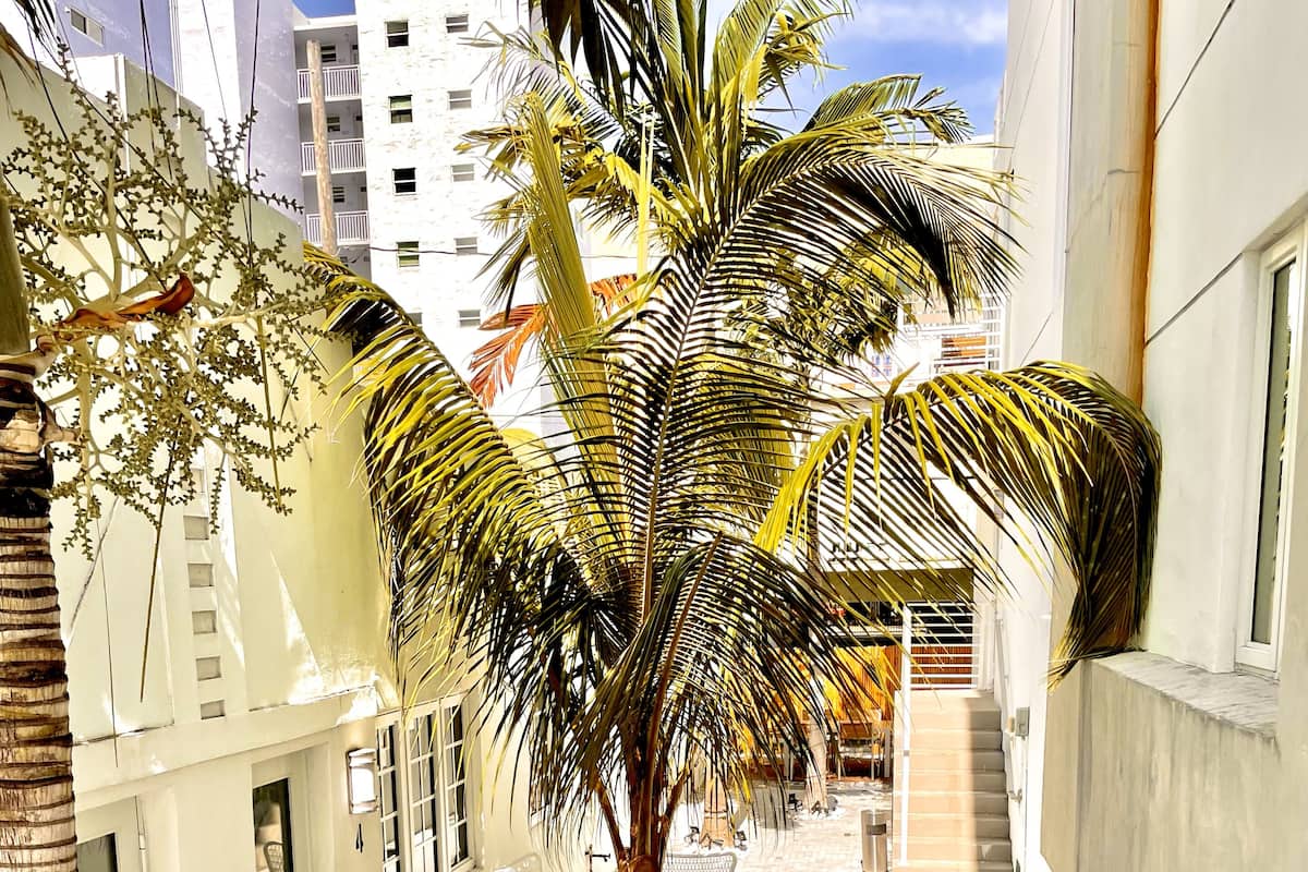 Un callejón estrecho con una palmera y bancos blancos, bordeado por edificios con balcones y ventanas.