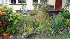 A garden with various plants and flowers, a window, and a door.