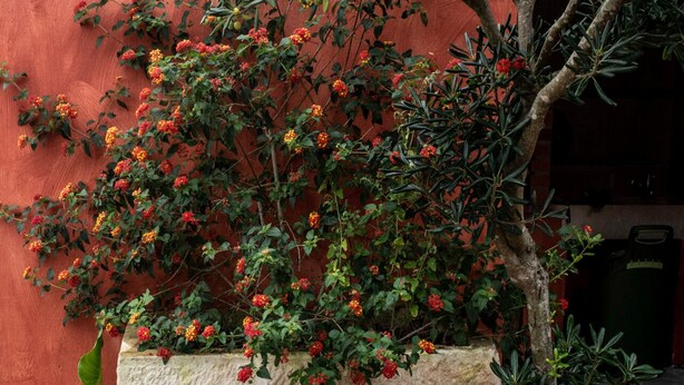 A plant with red and yellow flowers against a red wall, a stone planter, and a tree trunk. - Casa Flamingo - Casa Principal, Foz do Arelho (Caldas da Rainha)