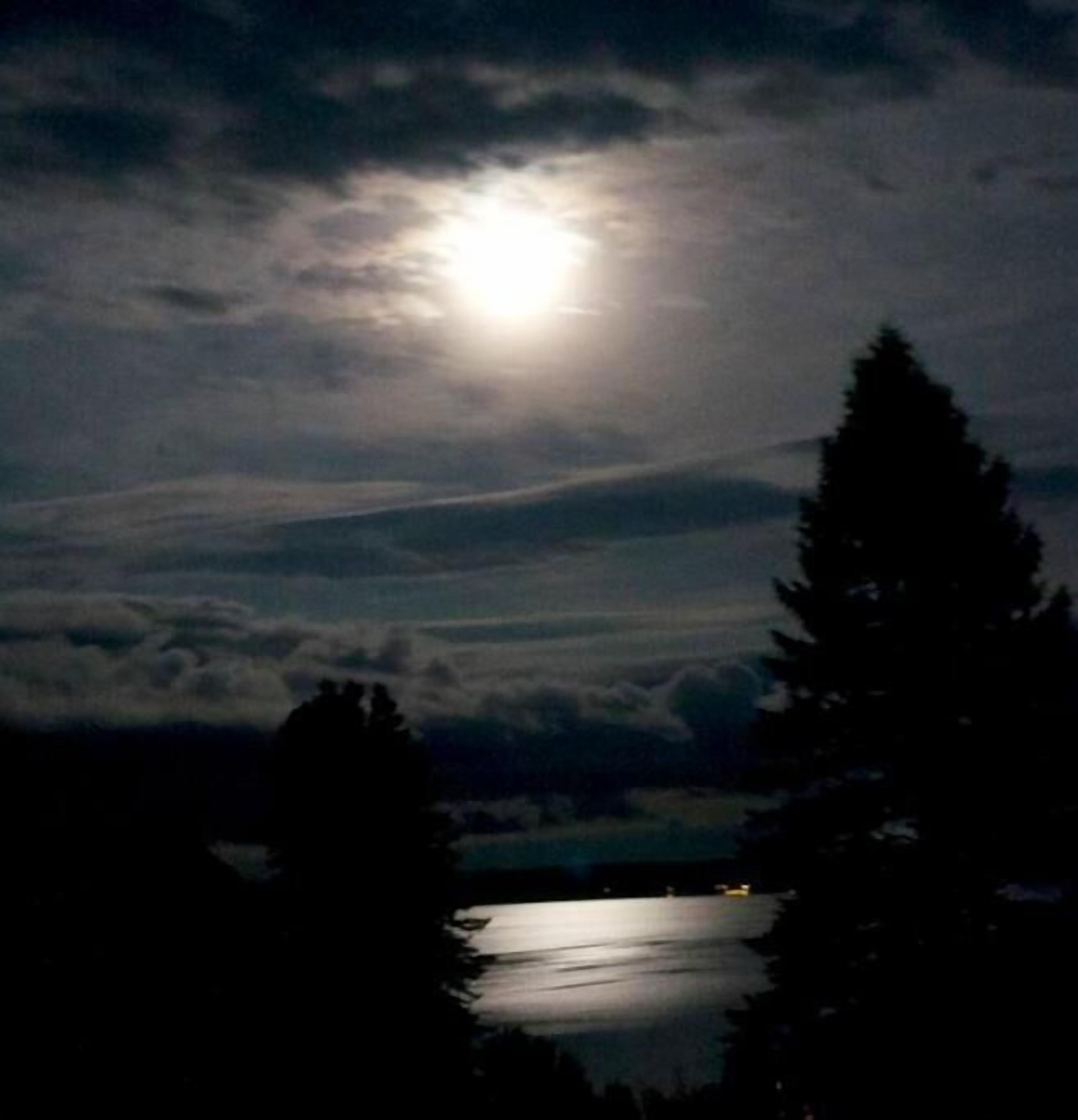 A night scene with a full moon, trees, and a body of water.