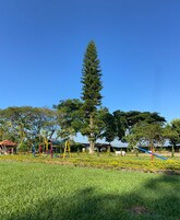 Un parque con un área de juegos, un alto pino y un cielo azul despejado.