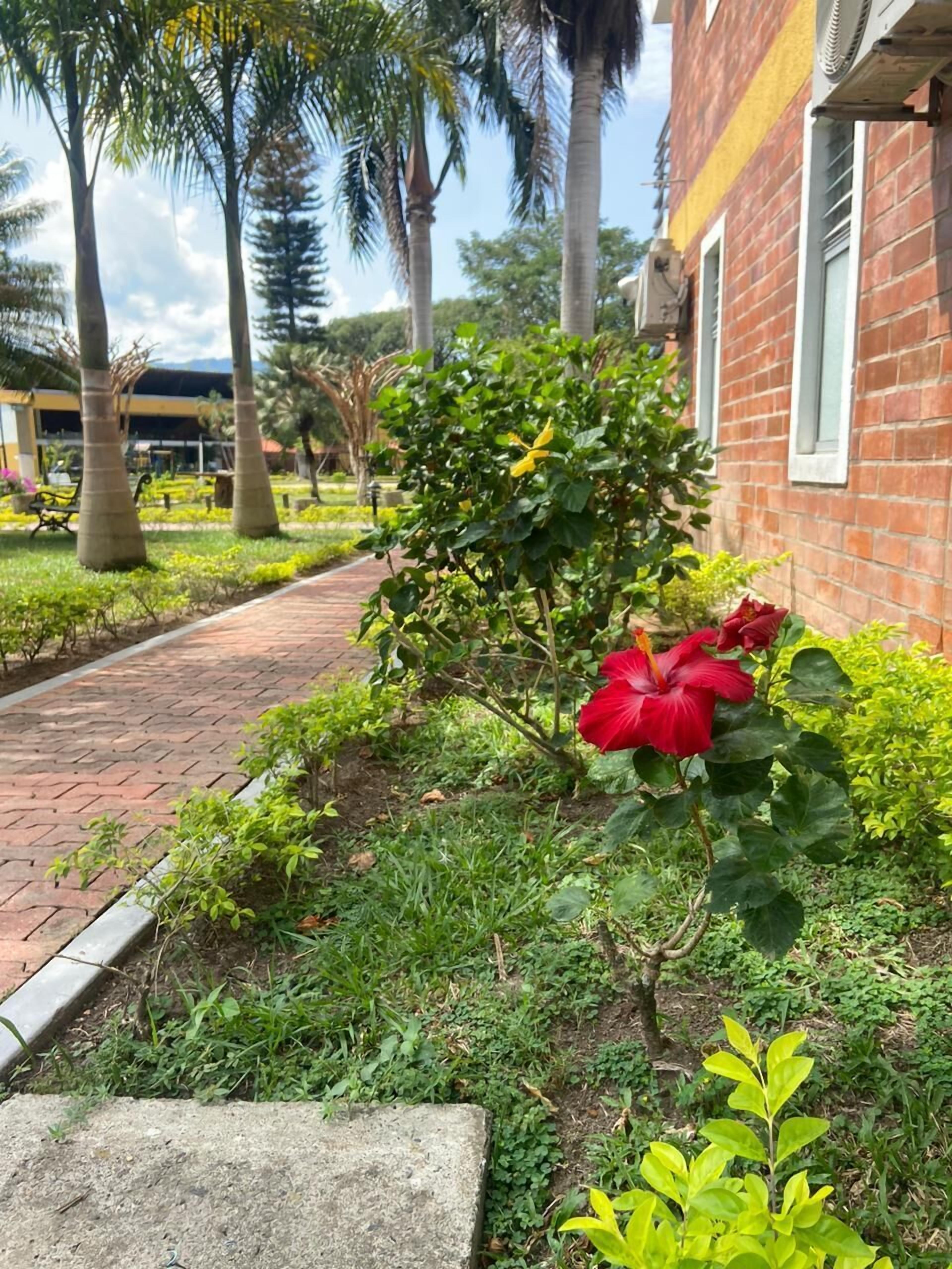A pathway leading to a building with a brick facade, surrounded by lush greenery and palm trees.