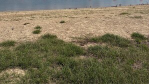 Un lac parsemé de bouées rouges, une rive herbeuse et une forêt en arrière-plan.