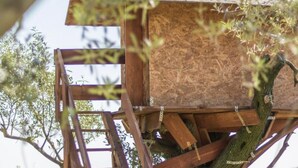 Una casa del árbol de madera con una escalera, unida a un árbol y rodeada de follaje.