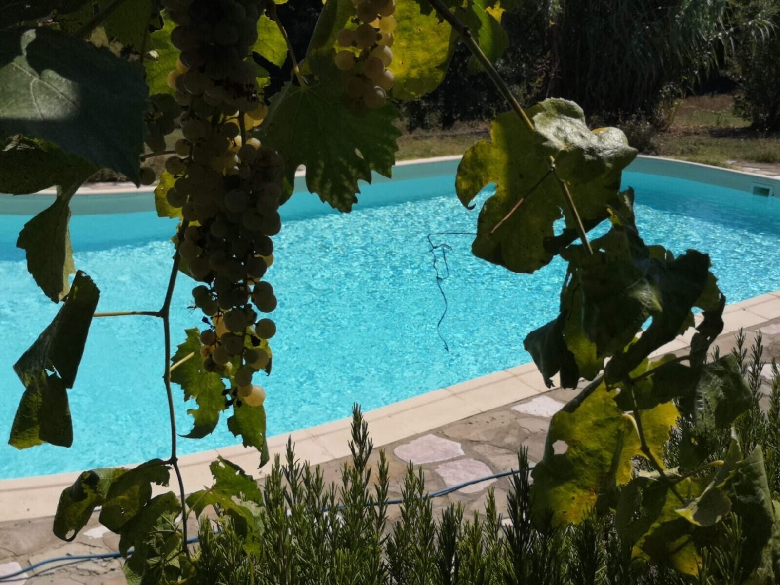 A swimming pool surrounded by greenery and a stone pathway.