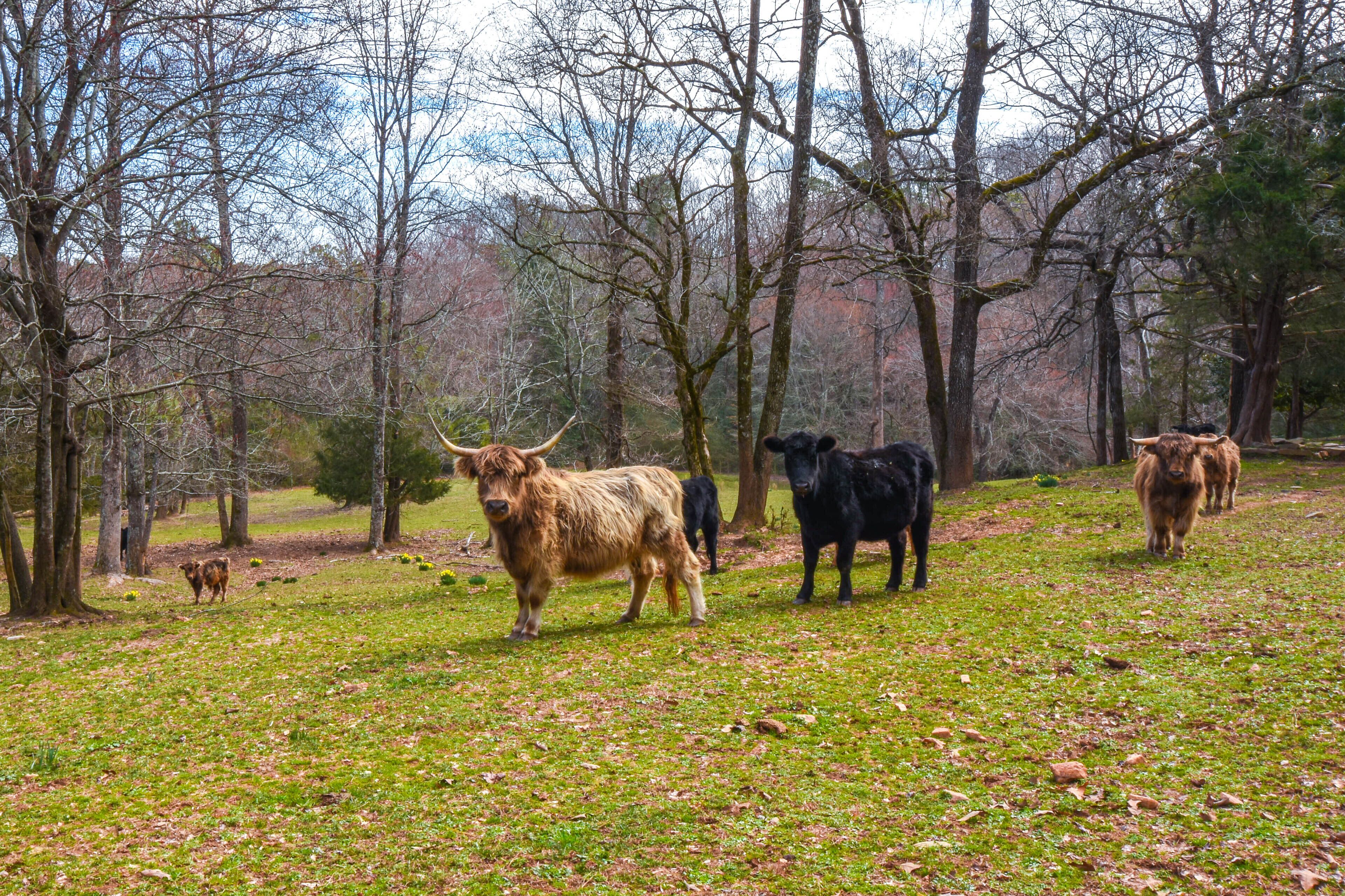 Un campo cubierto de hierba con varias vacas y árboles al fondo.