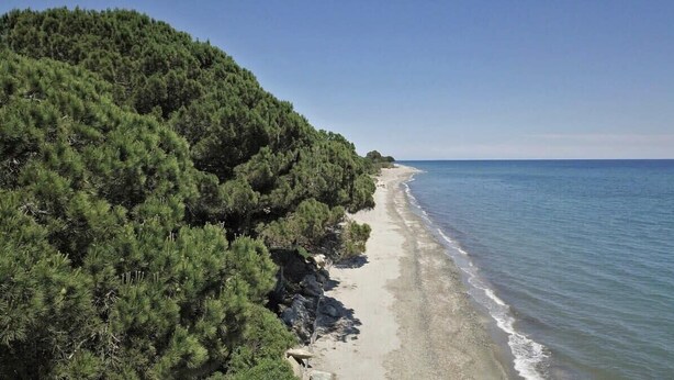 A coastal landscape with a sandy beach and dense green forest.