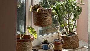 Un brancal amb plantes en testos, un pot de mel i un recipient blau petit.