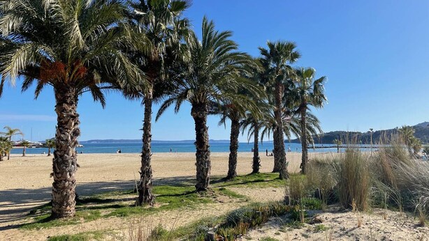 Een strand met palmbomen en een helderblauwe lucht.