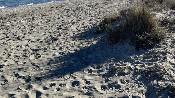 A sandy beach with footprints and sparse vegetation.