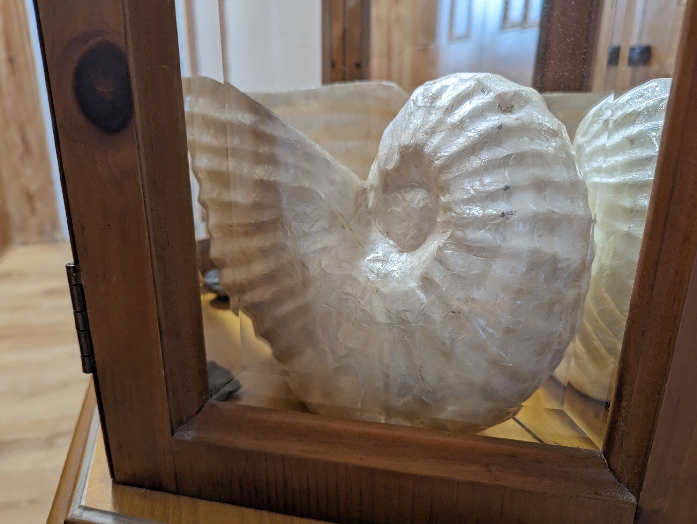 A wooden-framed display case containing a translucent, wing-shaped object.
