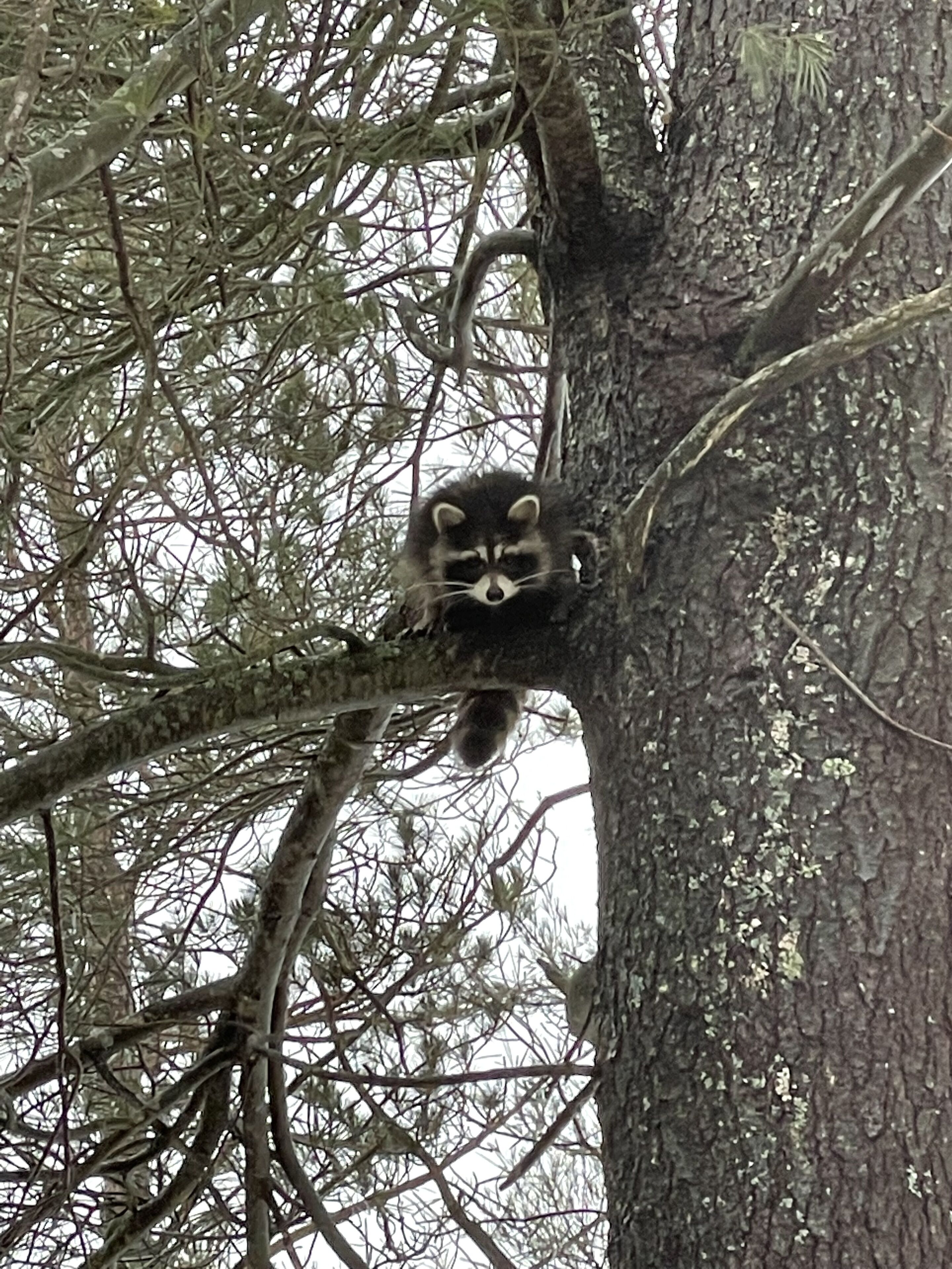 Un mapache en un árbol.