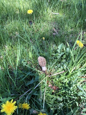 Terrain de l’hébergement 