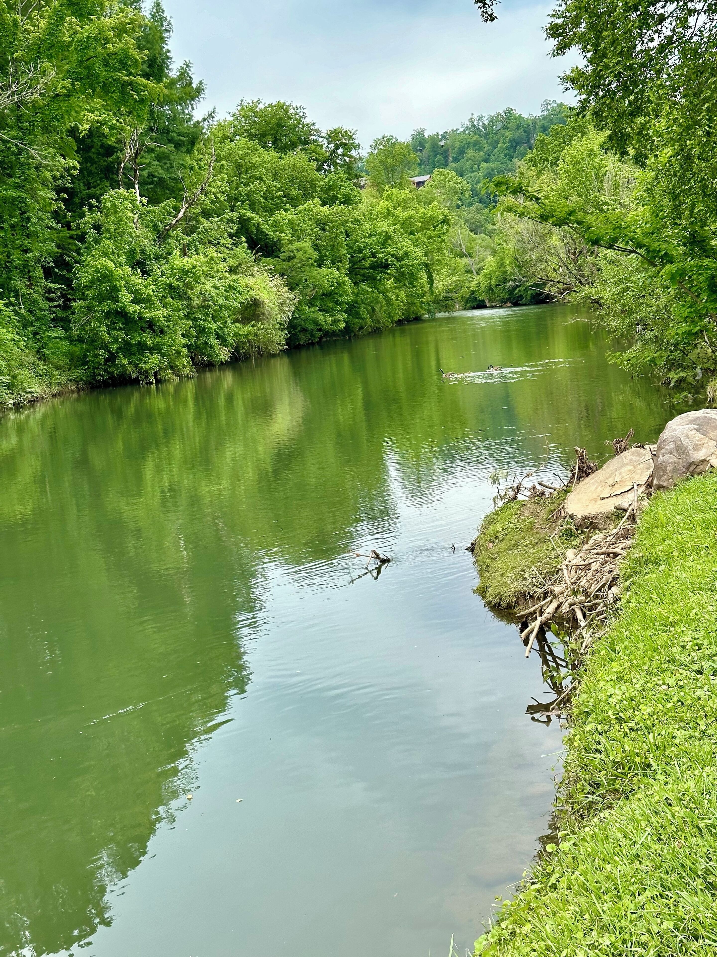 A calm river with dense greenery on both sides.