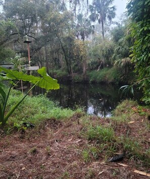 Property grounds - Charming 2-bedroom house with pool and wildlife. (New Port Richey)