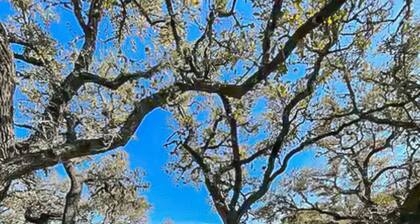 Peaceful Songbird Cabin in Canyon Lake! Only 5 minutes for the lake & river!