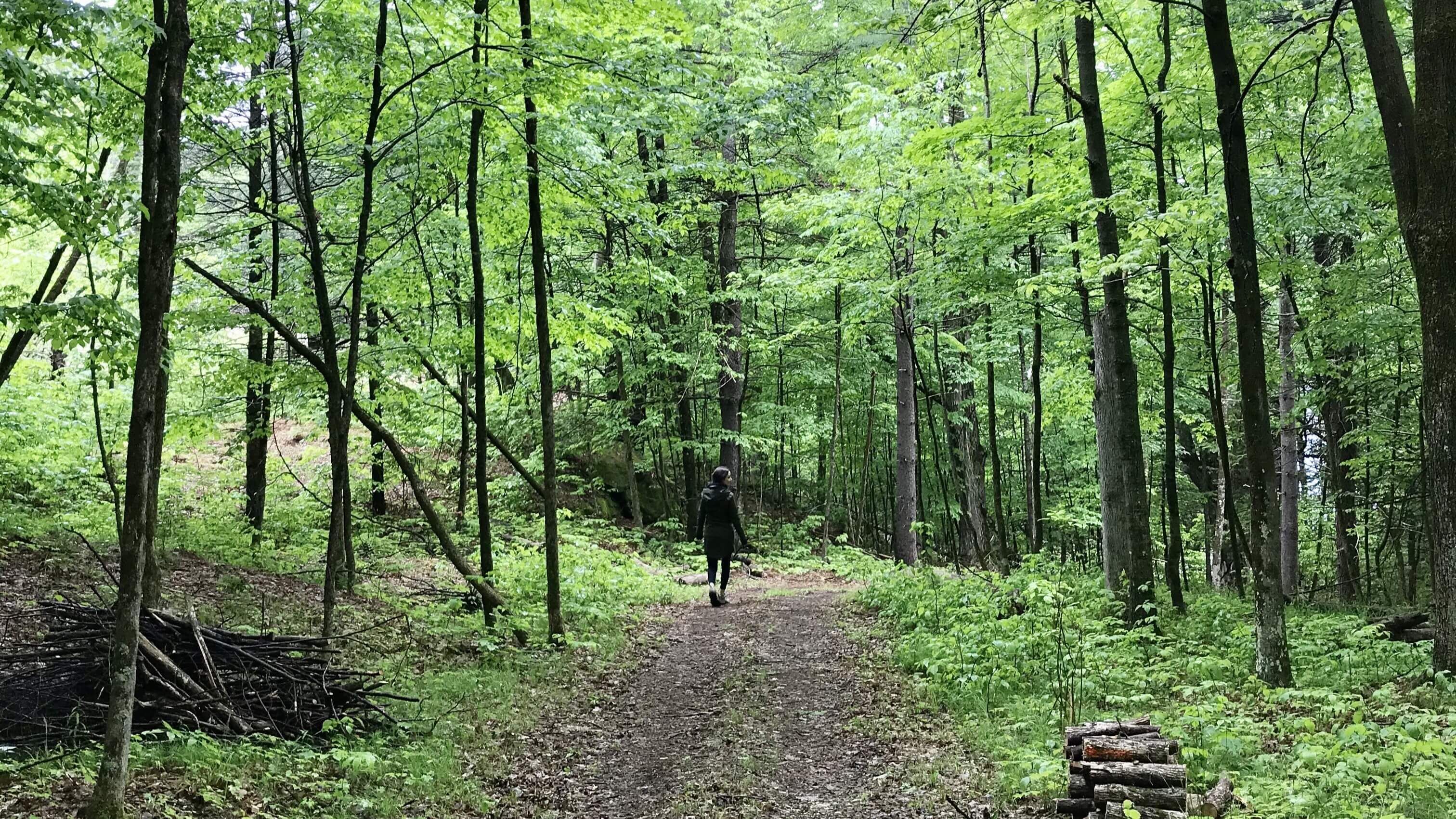 A forest path with dense green foliage and tall trees.