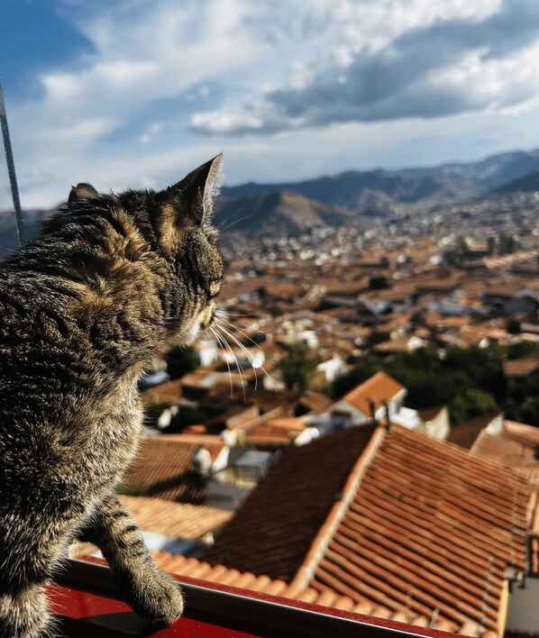 A cat on a balcony overlooking a cityscape with traditional architecture and distant mountains.
