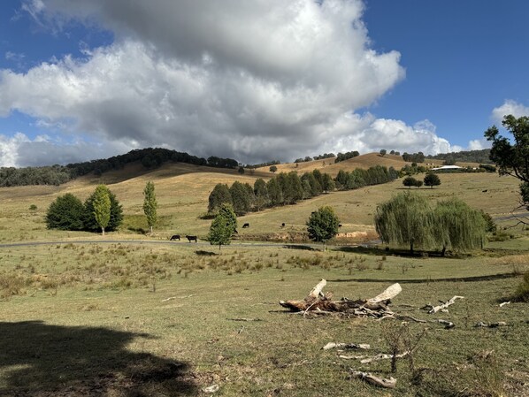 Paisaje rural con colinas ondulantes, árboles dispersos y un camino.