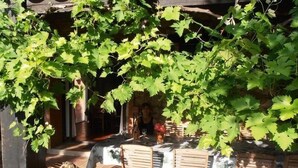 An outdoor seating area with wooden tables and chairs, covered by a pergola with green foliage.