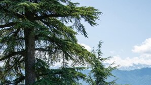 A lush garden with a pool, surrounded by tall trees and a clear view of mountains in the background. - LE Pinot - Porte-de-savoie (PORTE-DE-SAVOIE)