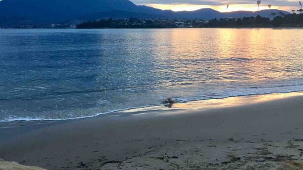 A beach with a calm sea and mountains in the background. - Comfy home within walking distance to beach, restaurants and Blunderstone area. (Bellerive)