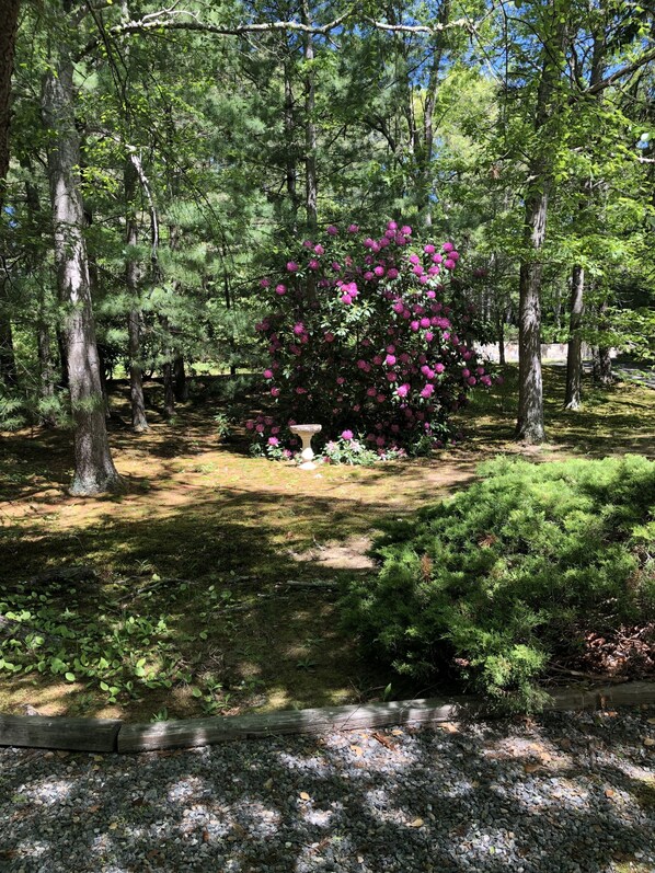 A forested area with a stone bench surrounded by trees and a flowering bush.