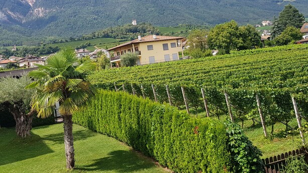 A vineyard with rows of grapevines, a building with a yellow facade, and a mountain range in the background. - Apartment Weinduft (vine aromic) mountains beautyfull landscape (Appiano)