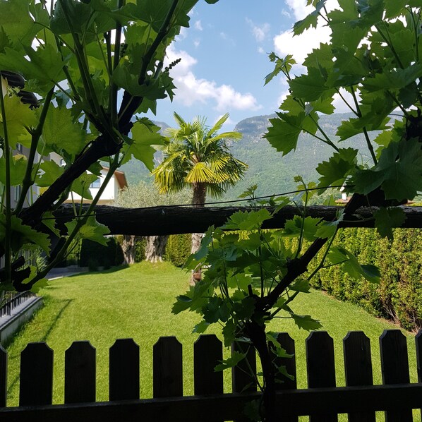 A garden with a wooden fence, a palm tree, and a mountain in the background.