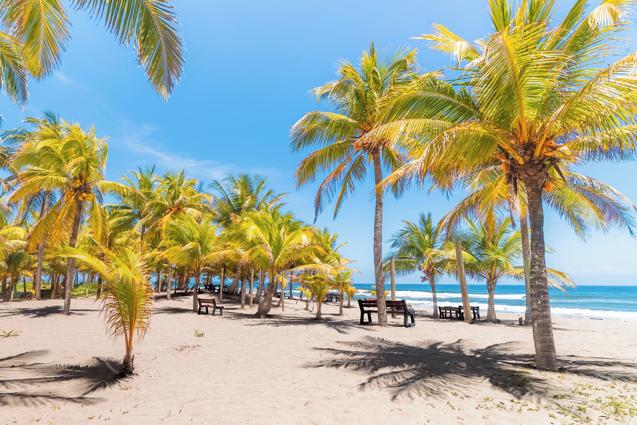 A beach with palm trees and benches.