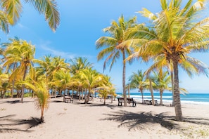 A beach with palm trees and benches.