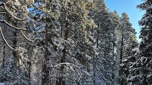 A snow-covered deck with a railing, surrounded by tall evergreen trees. - Cozy 3-bedroom cabin in superb Arnold with WiFi and a Spa (Arnold)