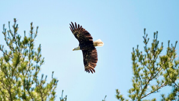 Ein fliegender Adler vor blauem Himmel und Tannenbäumen.