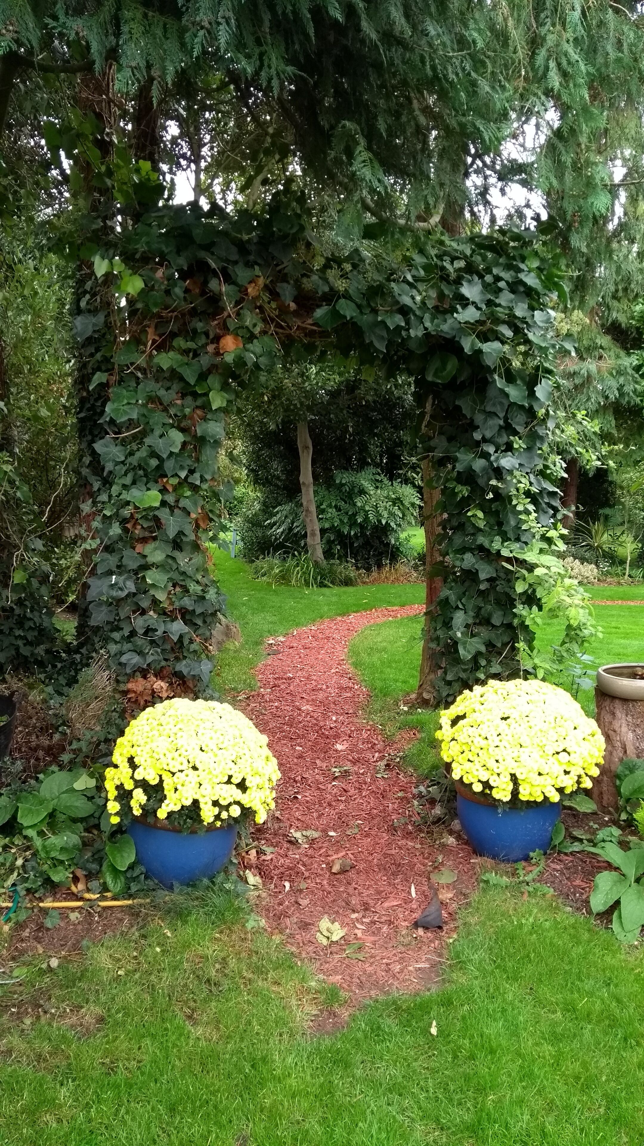 Een tuinpad met een rode mulchlaag, omringd door groen en twee grote gele bloempotten.