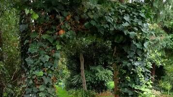 Een tuinpad met een rode mulchlaag, omringd door groen en twee grote gele bloempotten.