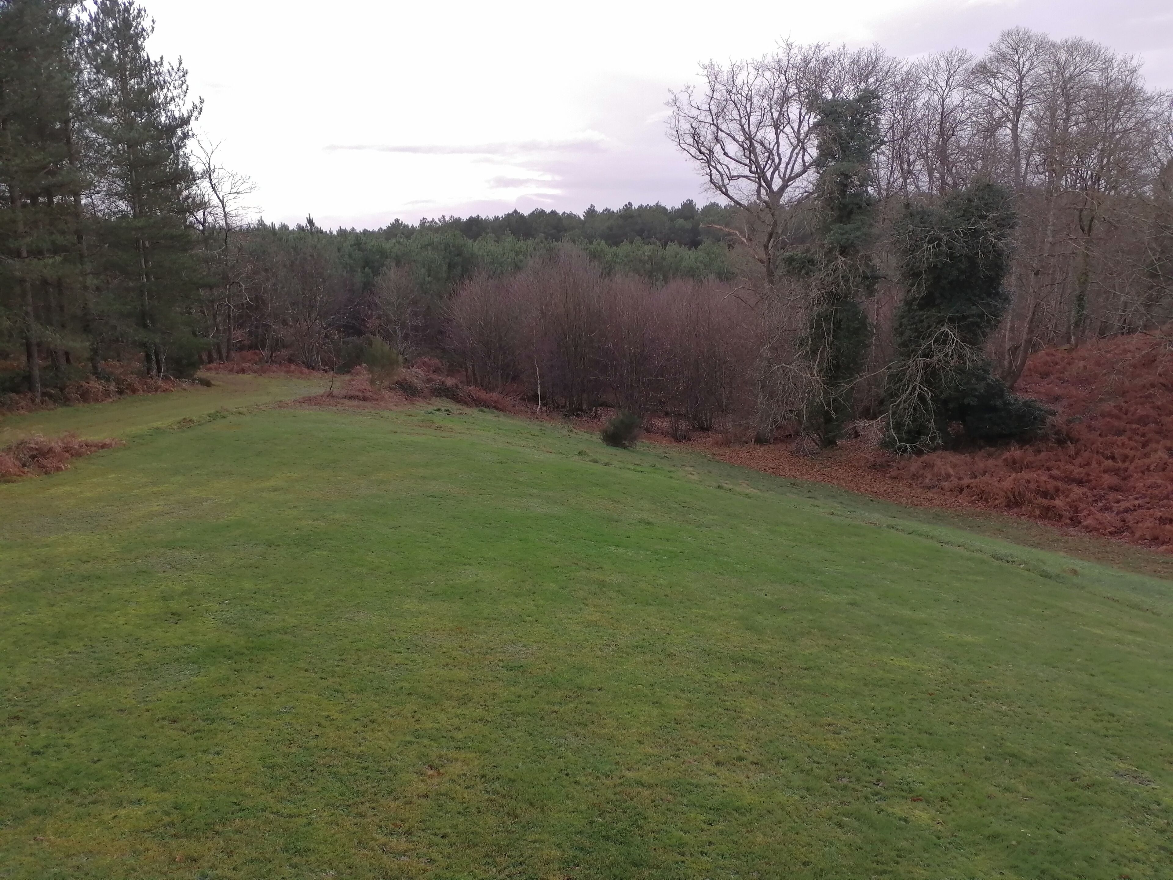 A grassy field with trees and bushes in the background.