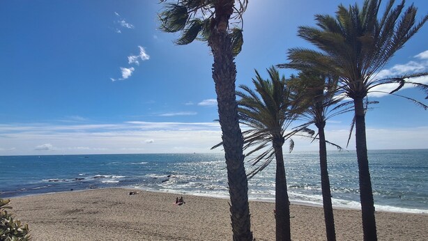 Une plage bordée de palmiers, avec l’océan en toile de fond.