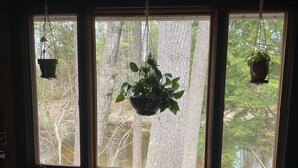 Ein Fenster mit drei hängenden Pflanzgefäßen, einer Gitarre und Blick auf Bäume und ein Gewässer.