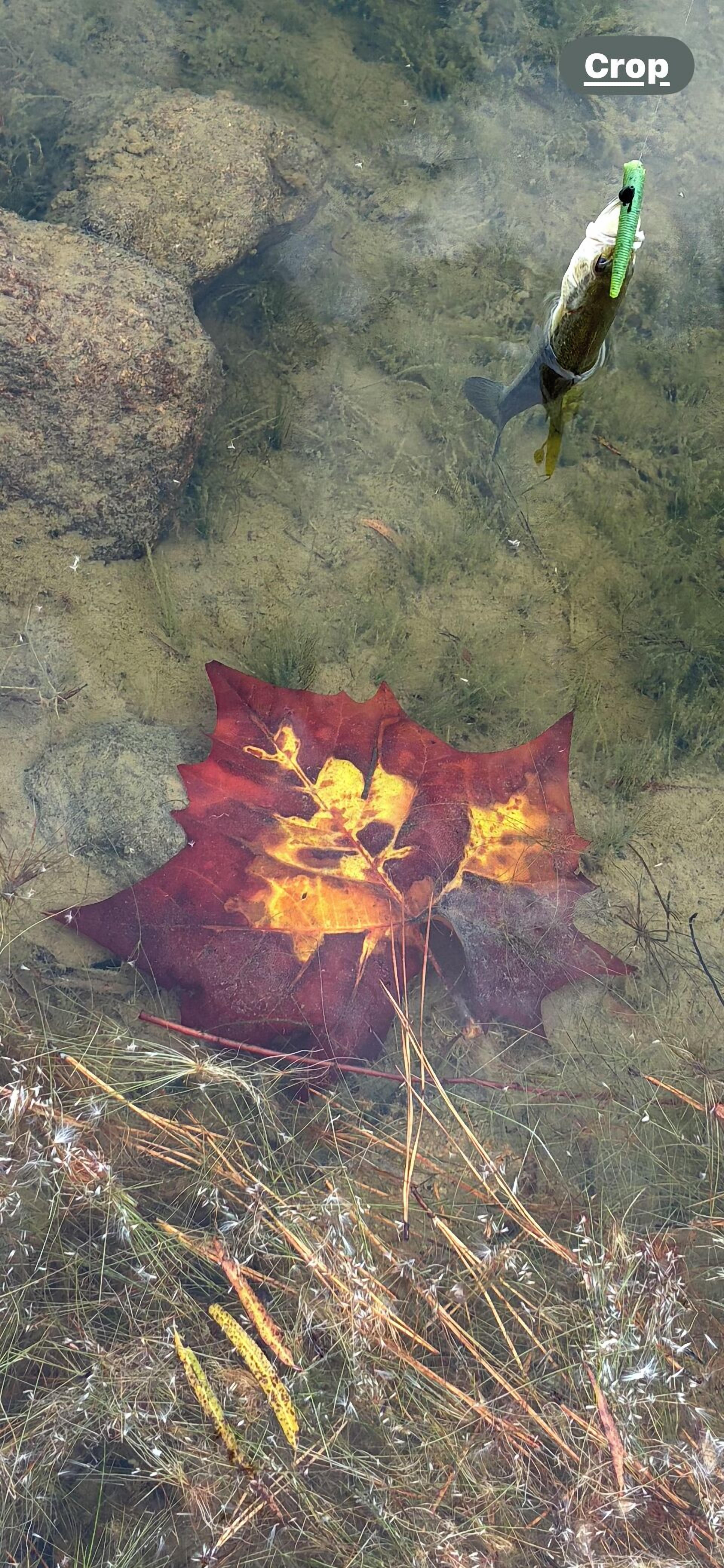 Un pez con un señuelo verde en la boca, una hoja roja con detalles amarillos, y agua cristalina.
