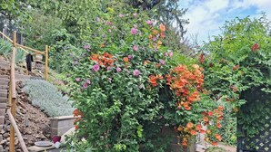 Een tuin met diverse bloeiende planten, een houten trap en een stenen muur.