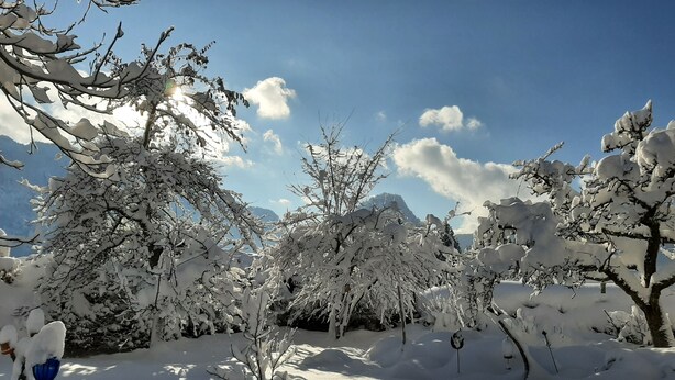 A snowy landscape with trees and a clear sky.