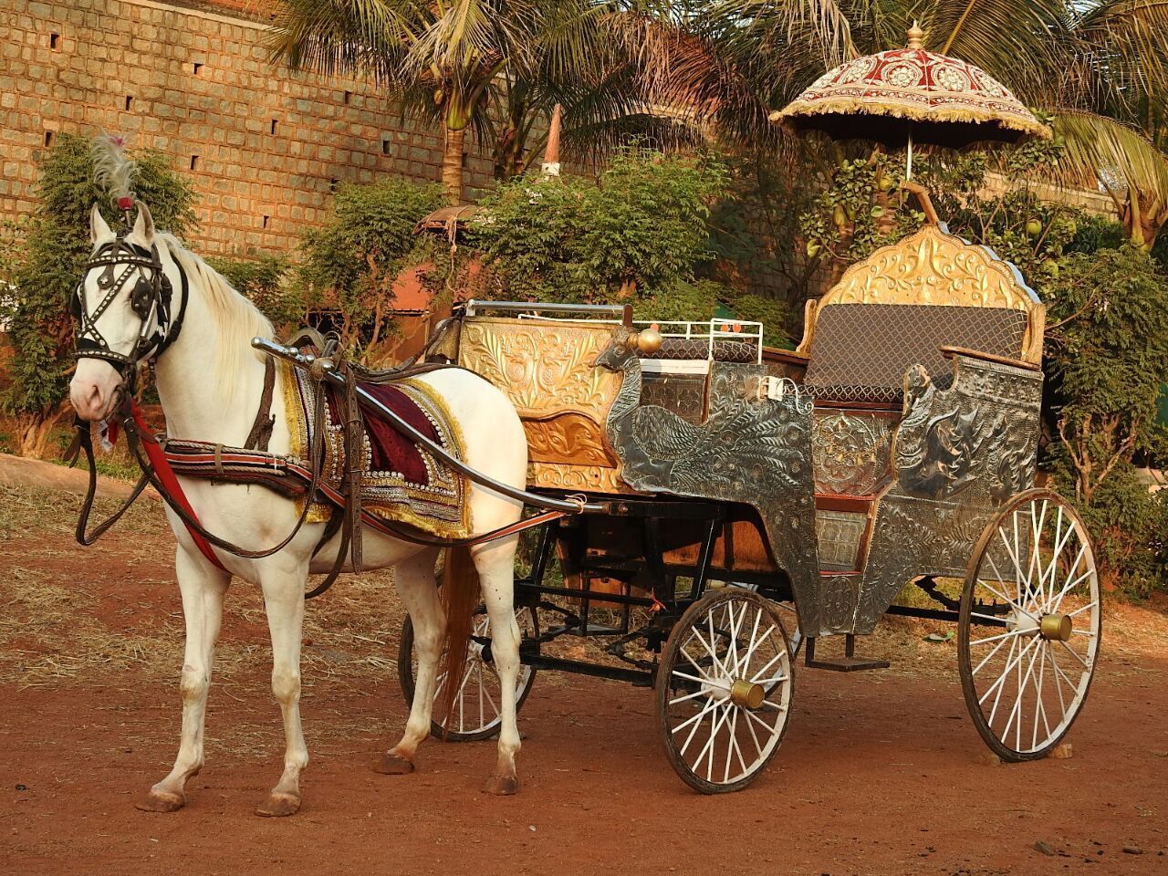A white horse with a decorative bridle standing next to a traditional carriage with ornate decorations and a canopy.