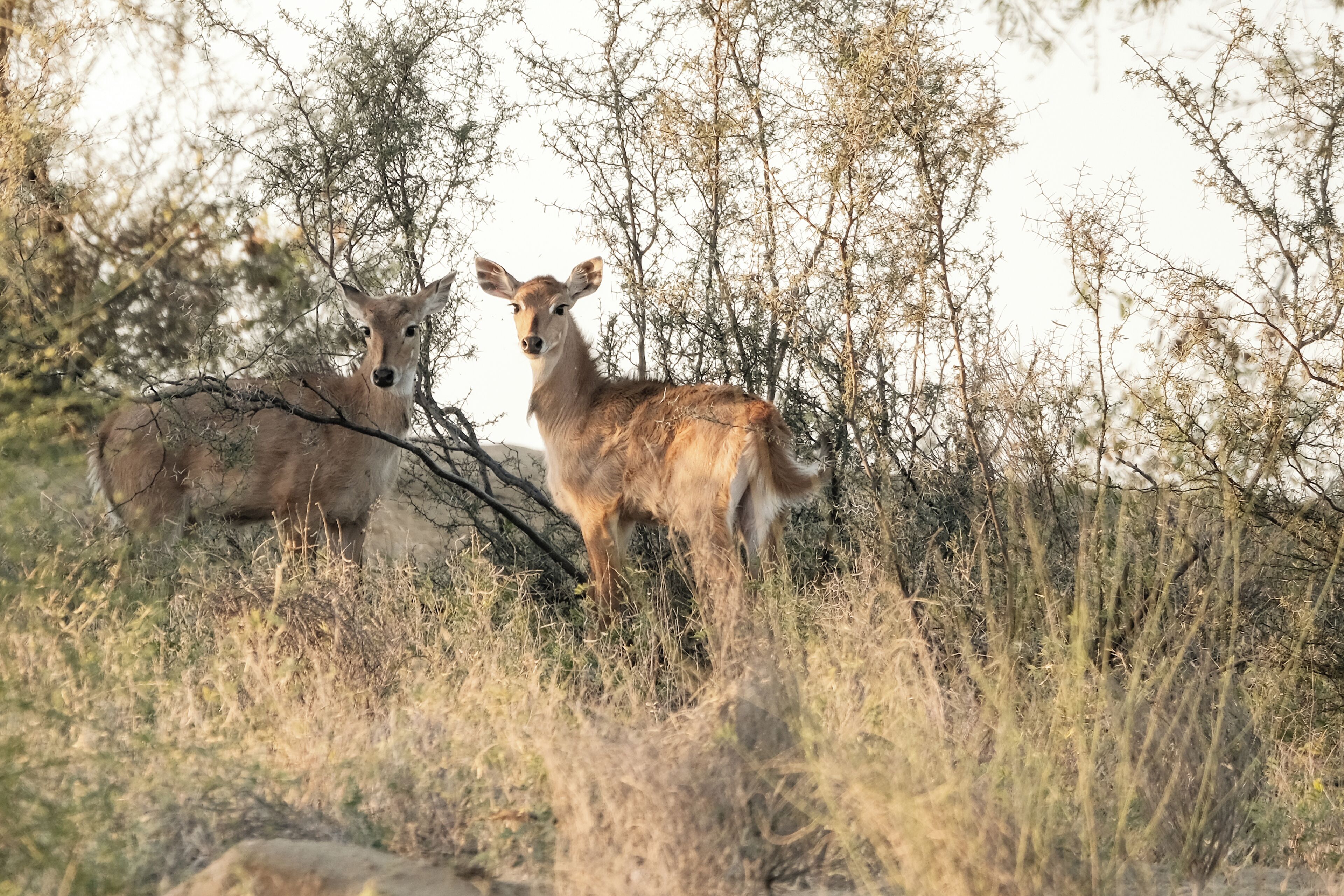 Deux cerfs dans un environnement naturel, caractérisé par une végétation clairsemée et quelques arbres.