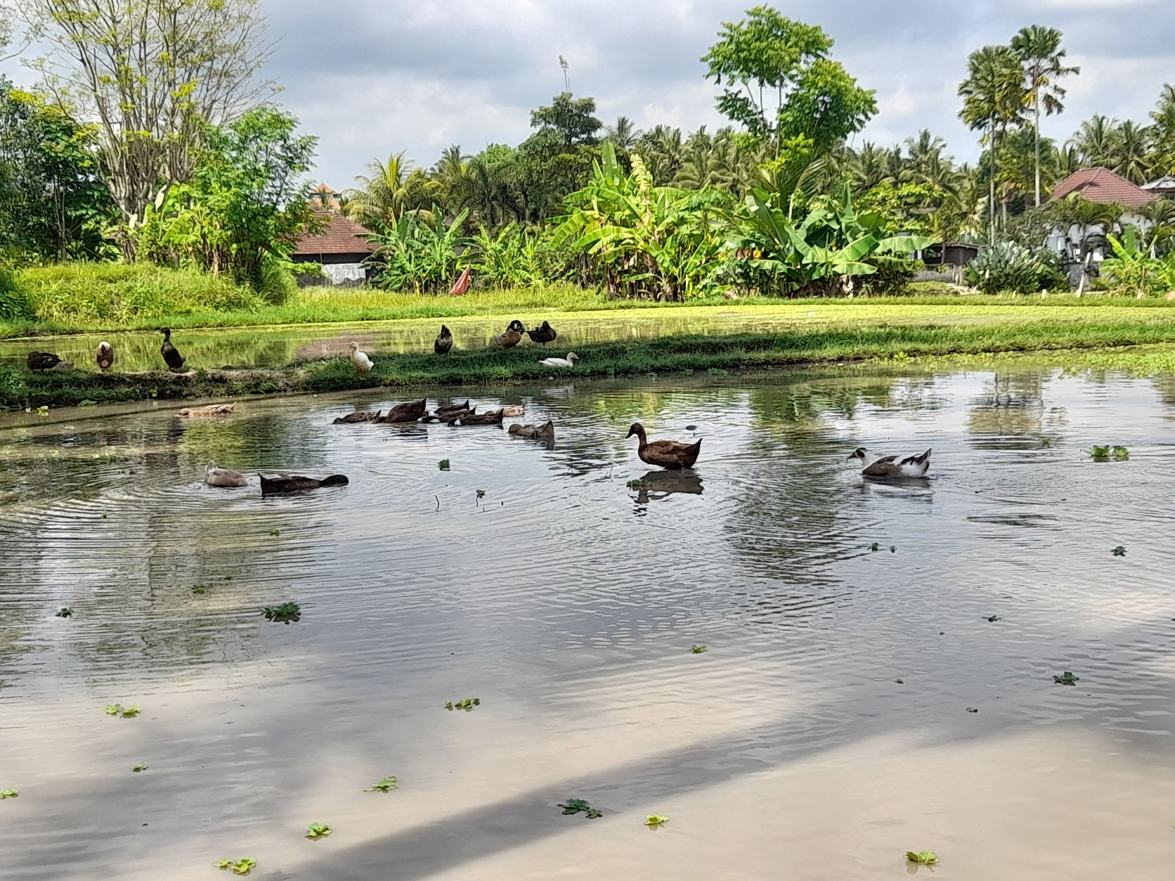 Photo - As I Am Ubud Retreat