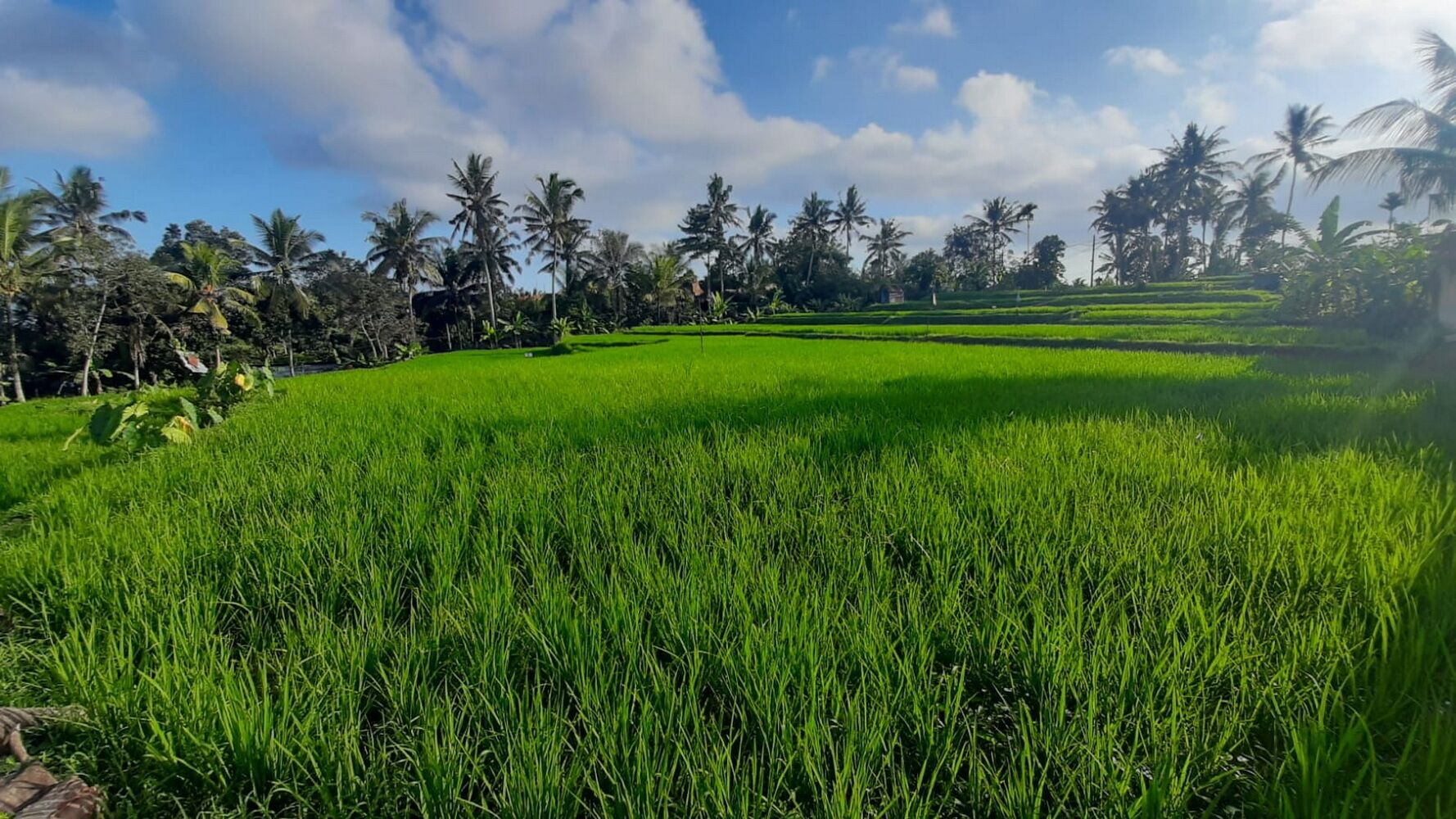 Photo - As I Am Ubud Retreat
