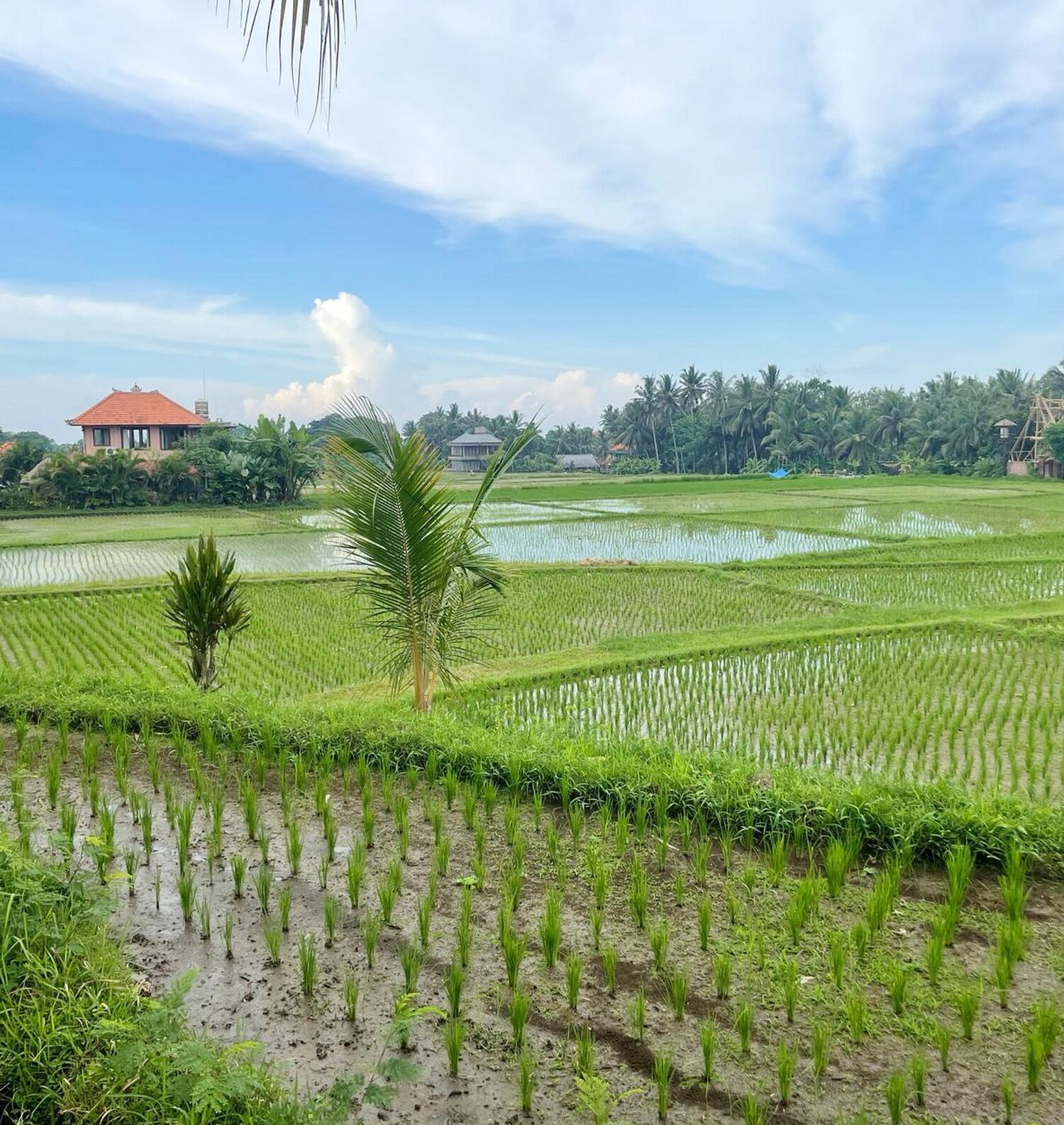 Photo - As I Am Ubud Retreat