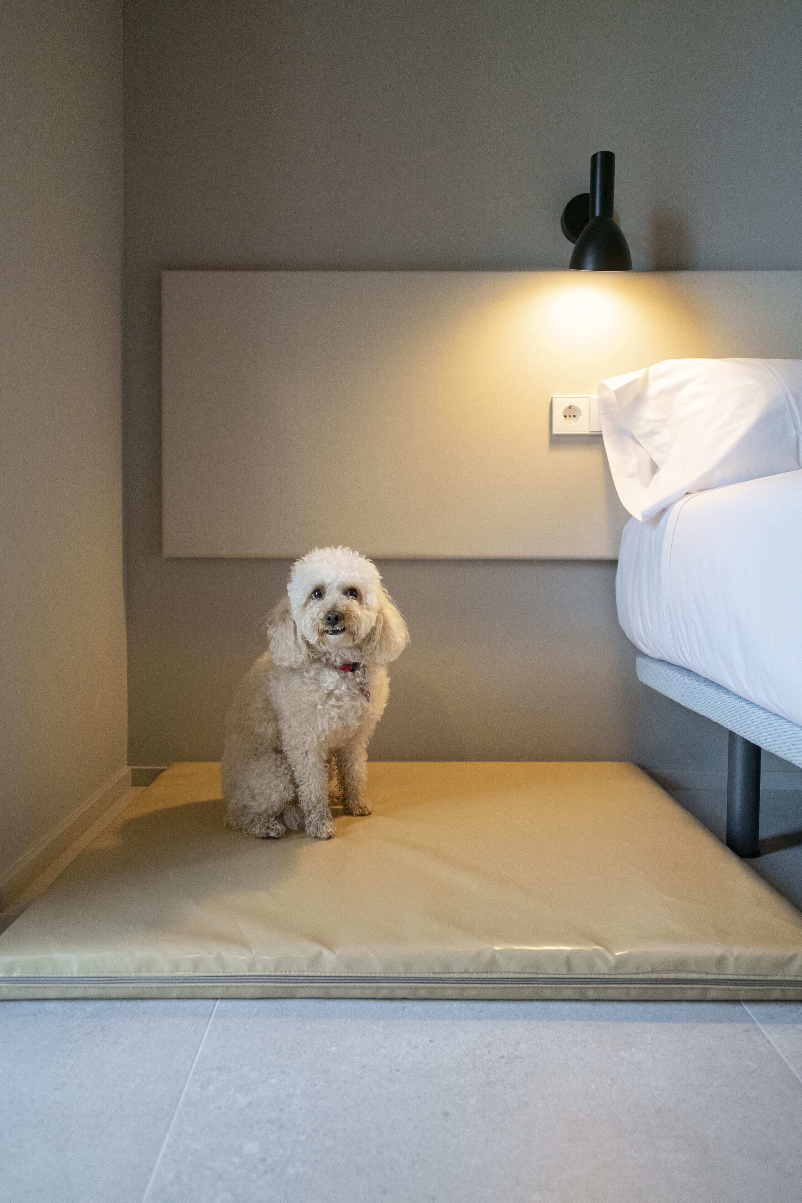 Un perro blanco pequeño sentado sobre una cama en una habitación de hotel.